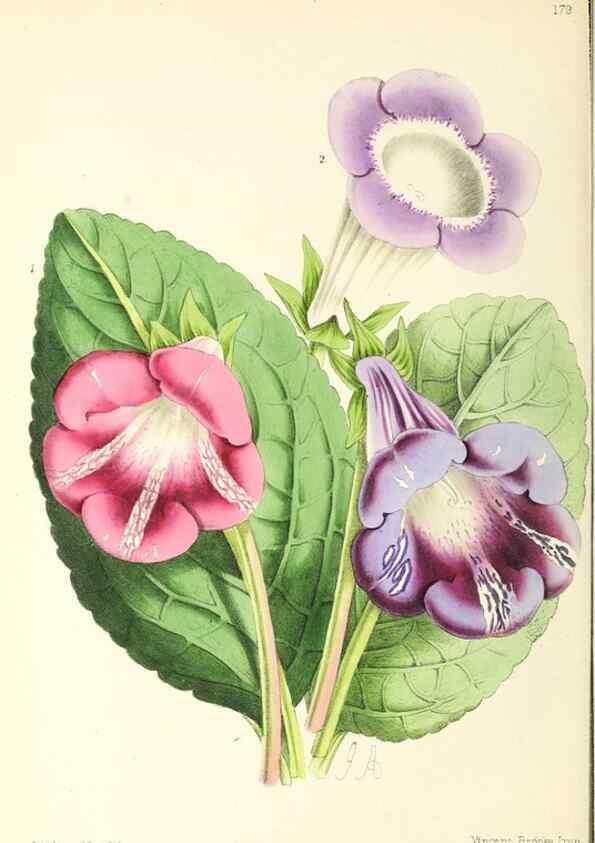 Reproducción/Reproduction 49797360236: The floral magazine;. London,L. Reeve & Co.. 