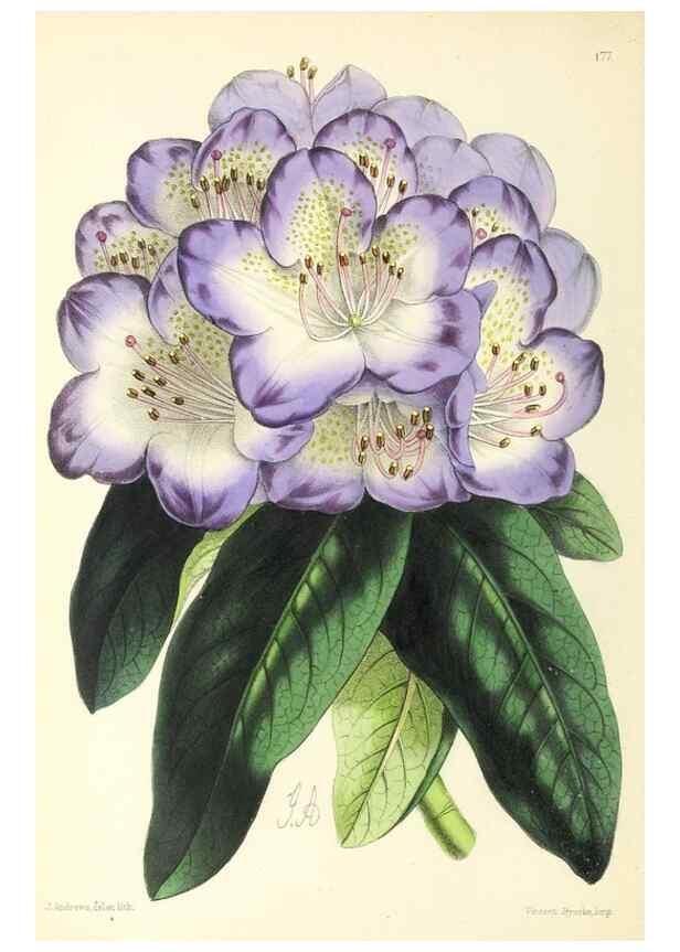 Reproducción/Reproduction 49797359726: The floral magazine;. London,L. Reeve & Co.. 
