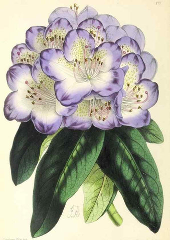 Reproducción/Reproduction 49797359726: The floral magazine;. London,L. Reeve & Co.. 