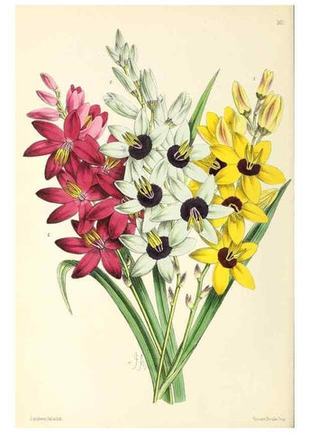 Reproducción/Reproduction 49796809023: The floral magazine;. London,L. Reeve & Co.. 