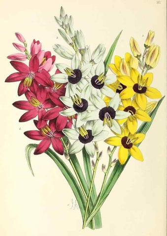 Reproducción/Reproduction 49796809023: The floral magazine;. London,L. Reeve & Co.. 