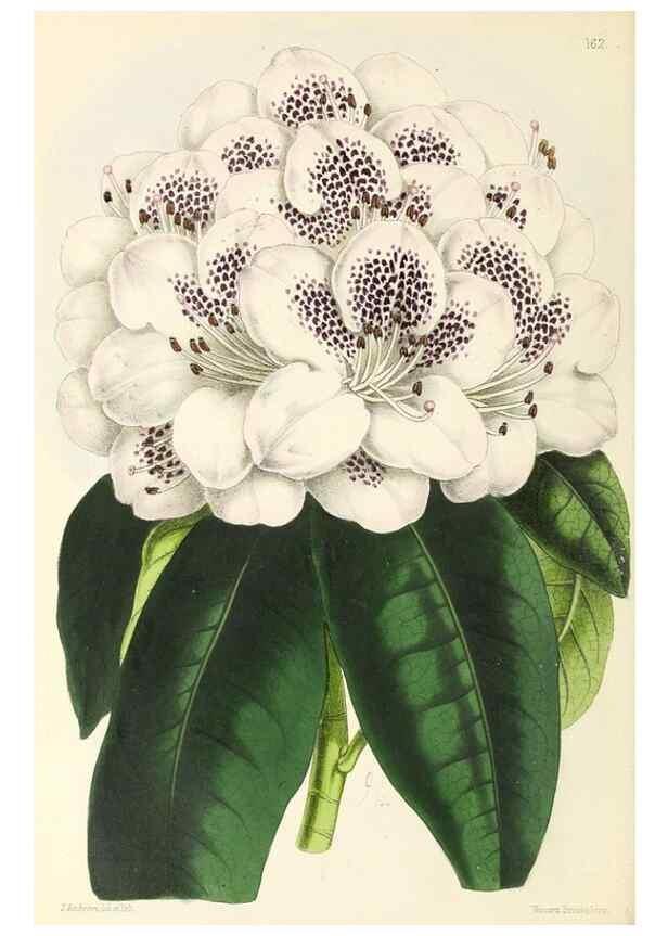 Reproducción/Reproduction 49797664152: The floral magazine;. London,L. Reeve & Co.. 