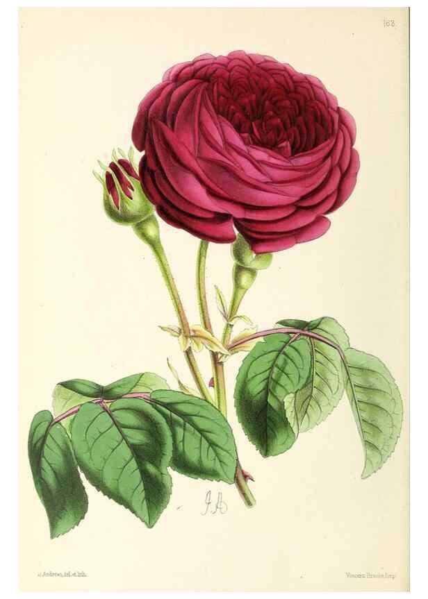 Reproducción/Reproduction 49796809723: The floral magazine;. London,L. Reeve & Co.. 