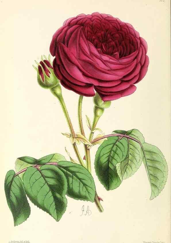Reproducción/Reproduction 49796809723: The floral magazine;. London,L. Reeve & Co.. 