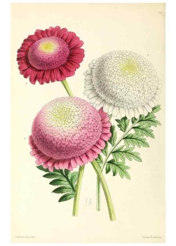 Reproducción/Reproduction 49797664907: The floral magazine;. London,L. Reeve & Co.. 