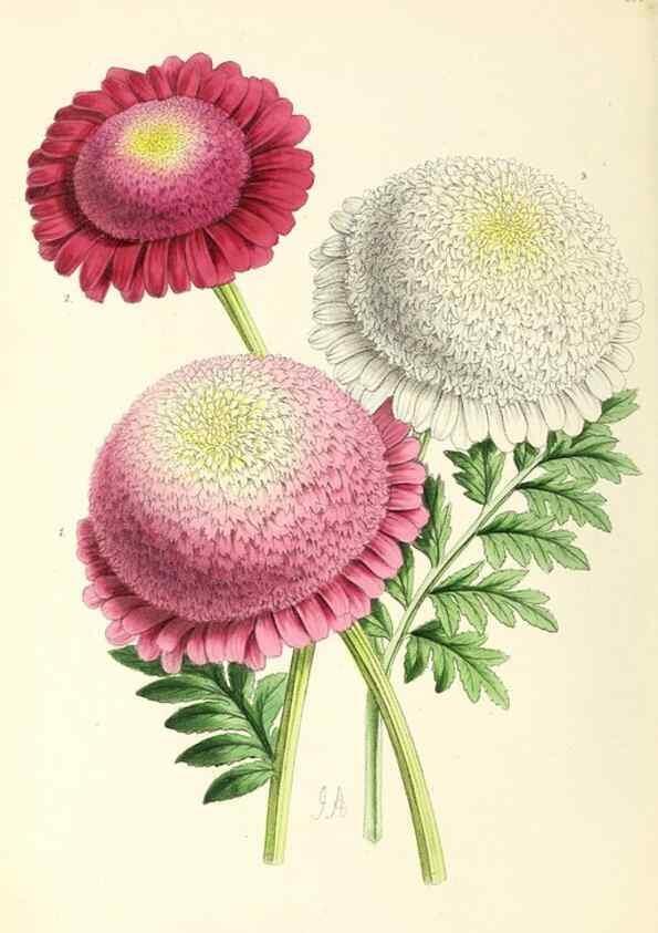 Reproducción/Reproduction 49797664907: The floral magazine;. London,L. Reeve & Co.. 