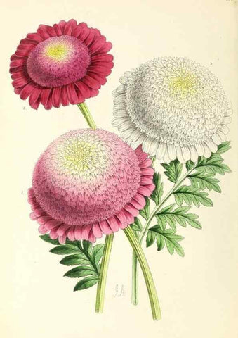 Reproducción/Reproduction 49797664907: The floral magazine;. London,L. Reeve & Co.. 