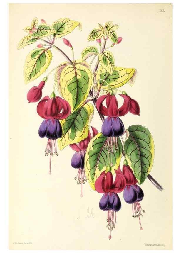 Reproducción/Reproduction 49797355806: The floral magazine;. London,L. Reeve & Co.. 
