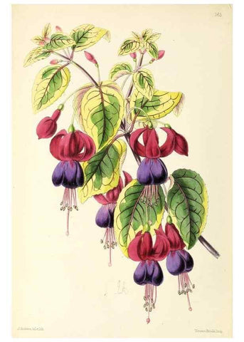 Reproducción/Reproduction 49797355806: The floral magazine;. London,L. Reeve & Co.. 
