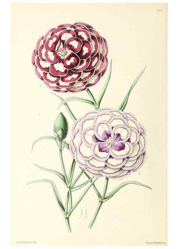 Reproducción/Reproduction 49797356116: The floral magazine;. London,L. Reeve & Co.. 