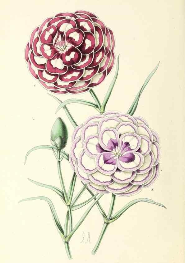 Reproducción/Reproduction 49797356116: The floral magazine;. London,L. Reeve & Co.. 