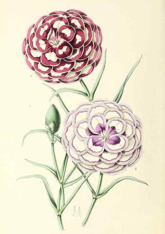 Reproducción/Reproduction 49797356116: The floral magazine;. London,L. Reeve & Co.. 