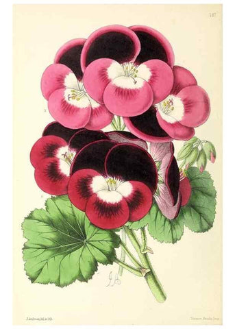 Reproducción/Reproduction 49797666187: The floral magazine;. London,L. Reeve & Co.. 