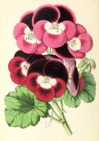 Reproducción/Reproduction 49797666187: The floral magazine;. London,L. Reeve & Co.. 
