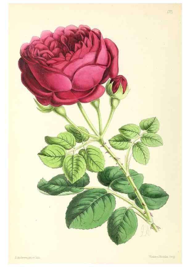 Reproducción/Reproduction 49797359981: The floral magazine;. London,L. Reeve & Co.. 