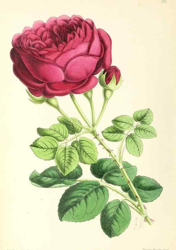 Reproducción/Reproduction 49797359981: The floral magazine;. London,L. Reeve & Co.. 