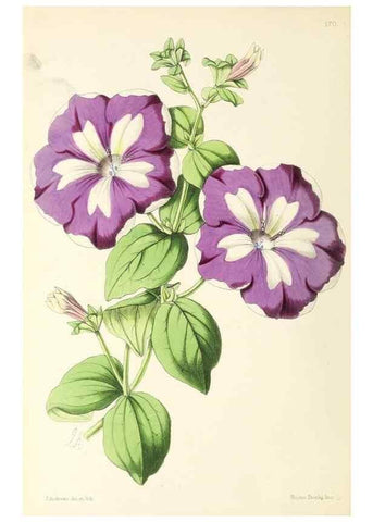 Reproducción/Reproduction 49796812218: The floral magazine;. London,L. Reeve & Co.. 