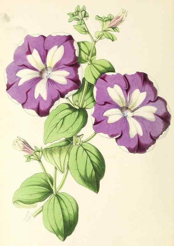 Reproducción/Reproduction 49796812218: The floral magazine;. London,L. Reeve & Co.. 