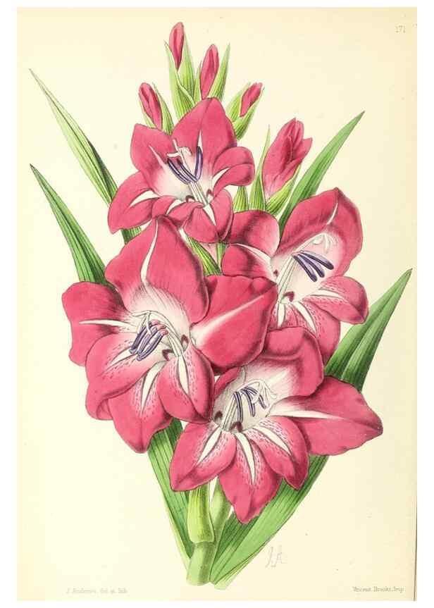 Reproducción/Reproduction 49797667597: The floral magazine;. London,L. Reeve & Co.. 