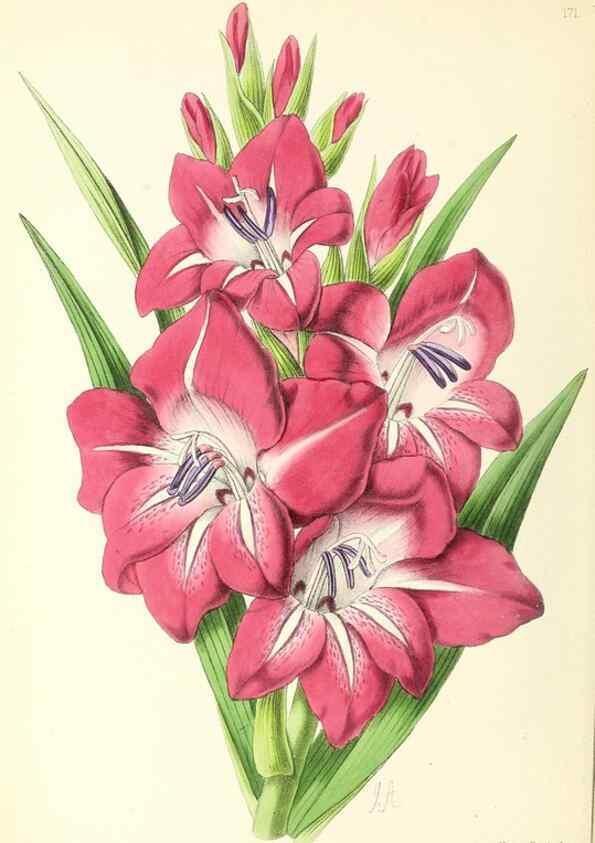 Reproducción/Reproduction 49797667597: The floral magazine;. London,L. Reeve & Co.. 