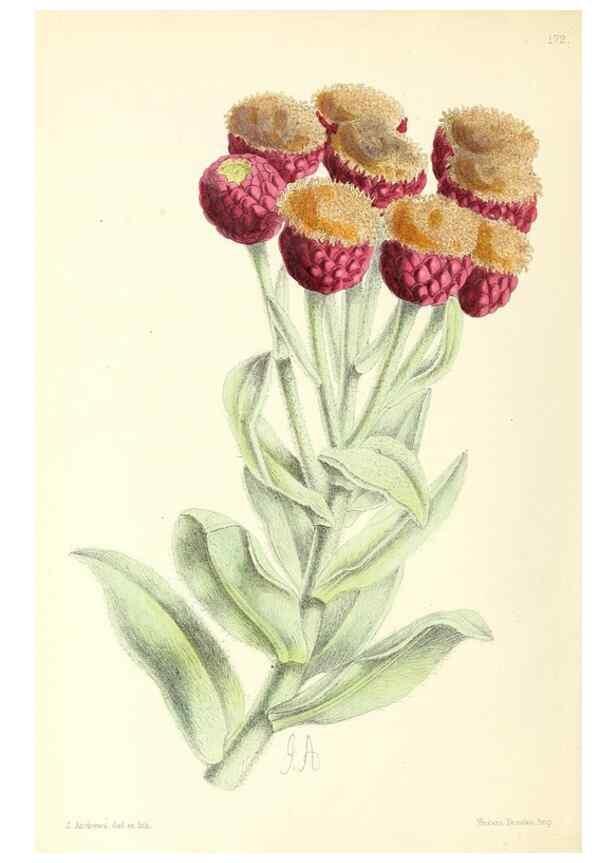 Reproducción/Reproduction 49796812838: The floral magazine;. London,L. Reeve & Co.. 