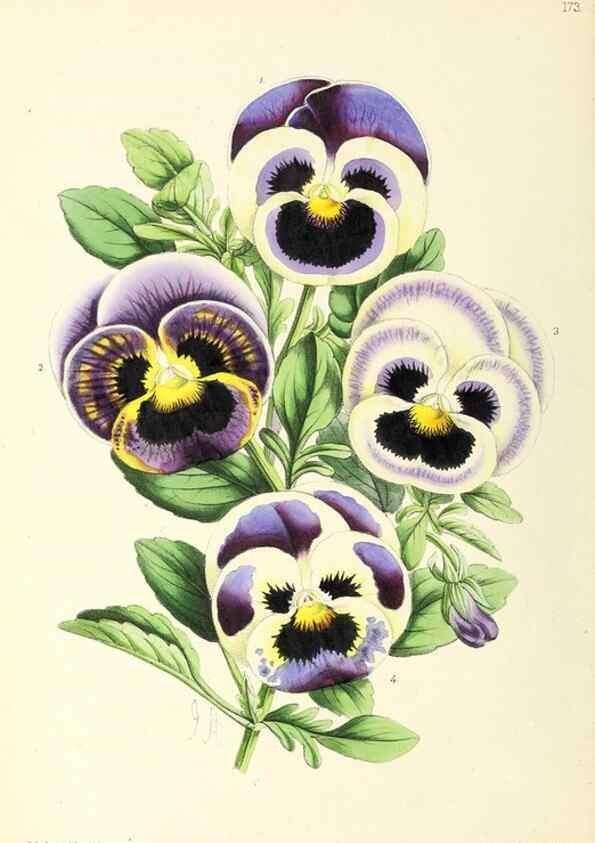 Reproducción/Reproduction 49797358401: The floral magazine;. London,L. Reeve & Co.. 