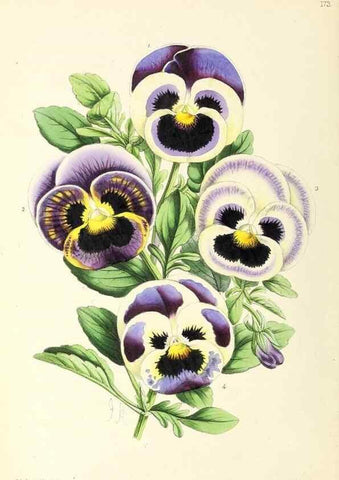 Reproducción/Reproduction 49797358401: The floral magazine;. London,L. Reeve & Co.. 