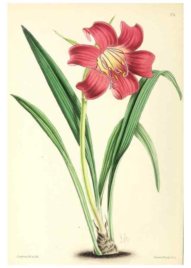 Reproducción/Reproduction 49796813428: The floral magazine;. London,L. Reeve & Co.. 