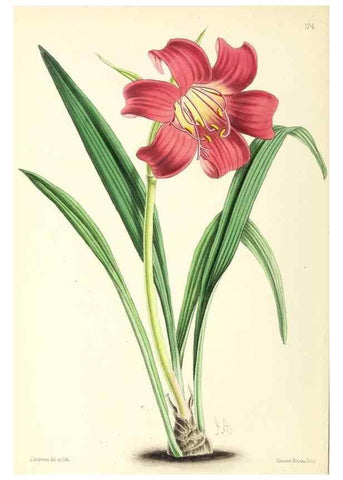Reproducción/Reproduction 49796813428: The floral magazine;. London,L. Reeve & Co.. 