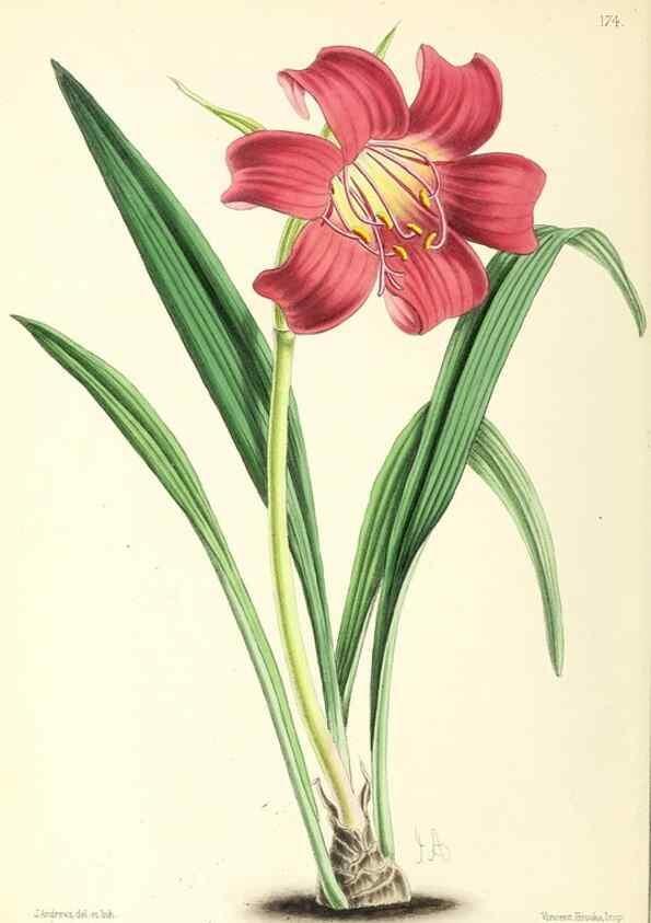 Reproducción/Reproduction 49796813428: The floral magazine;. London,L. Reeve & Co.. 