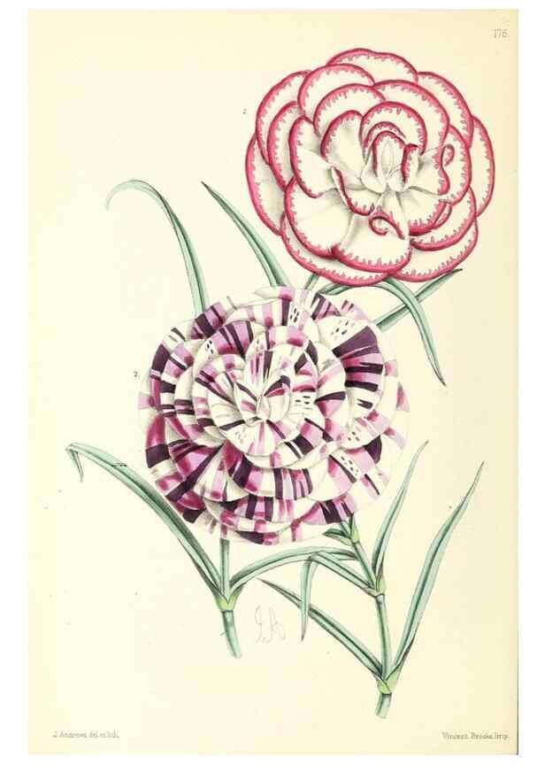 Reproducción/Reproduction 49797359241: The floral magazine;. London,L. Reeve & Co.. 