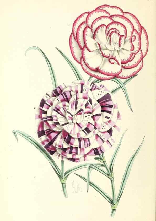 Reproducción/Reproduction 49797359241: The floral magazine;. London,L. Reeve & Co.. 