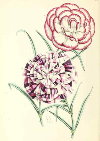 Reproducción/Reproduction 49797359241: The floral magazine;. London,L. Reeve & Co.. 