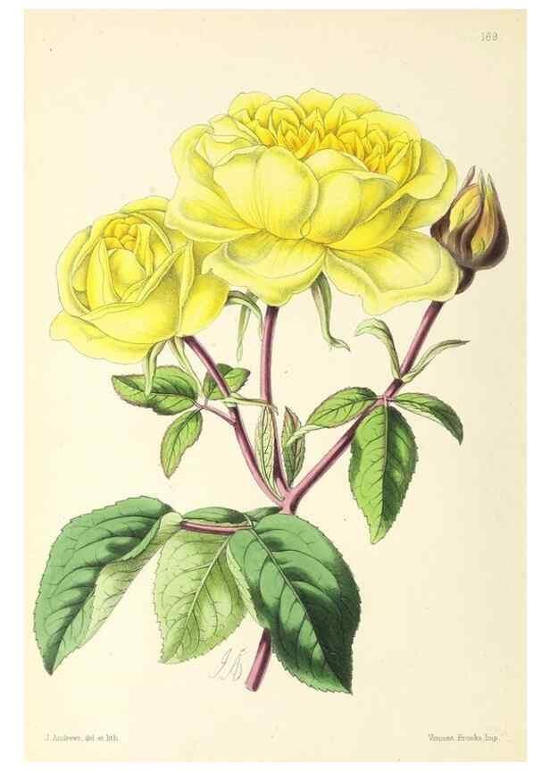Reproducción/Reproduction 49797357151: The floral magazine;. London,L. Reeve & Co.. 