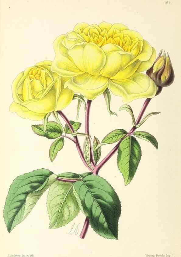 Reproducción/Reproduction 49797357151: The floral magazine;. London,L. Reeve & Co.. 