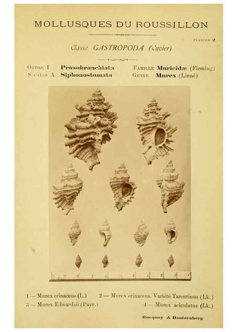 Reproducción/Reproduction 49806843036: Les mollusques marins du Roussillon. Paris :J.-B. Baillière,[1882]-[1898]. 