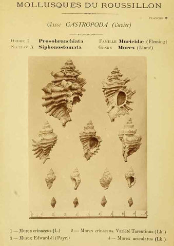 Reproducción/Reproduction 49806843036: Les mollusques marins du Roussillon. Paris :J.-B. Baillière,[1882]-[1898]. 