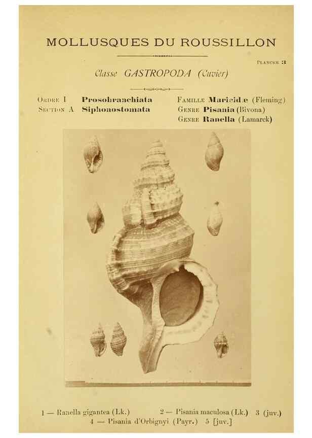 Reproducción/Reproduction 49806843366: Les mollusques marins du Roussillon. Paris :J.-B. Baillière,[1882]-[1898]. 