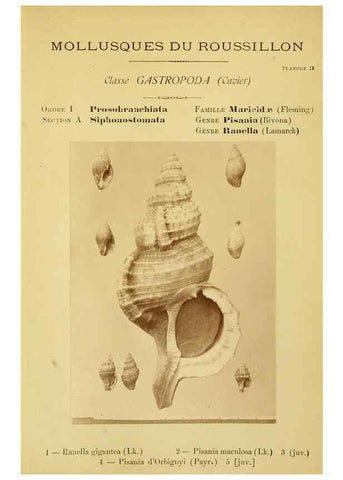 Reproducción/Reproduction 49806843366: Les mollusques marins du Roussillon. Paris :J.-B. Baillière,[1882]-[1898]. 
