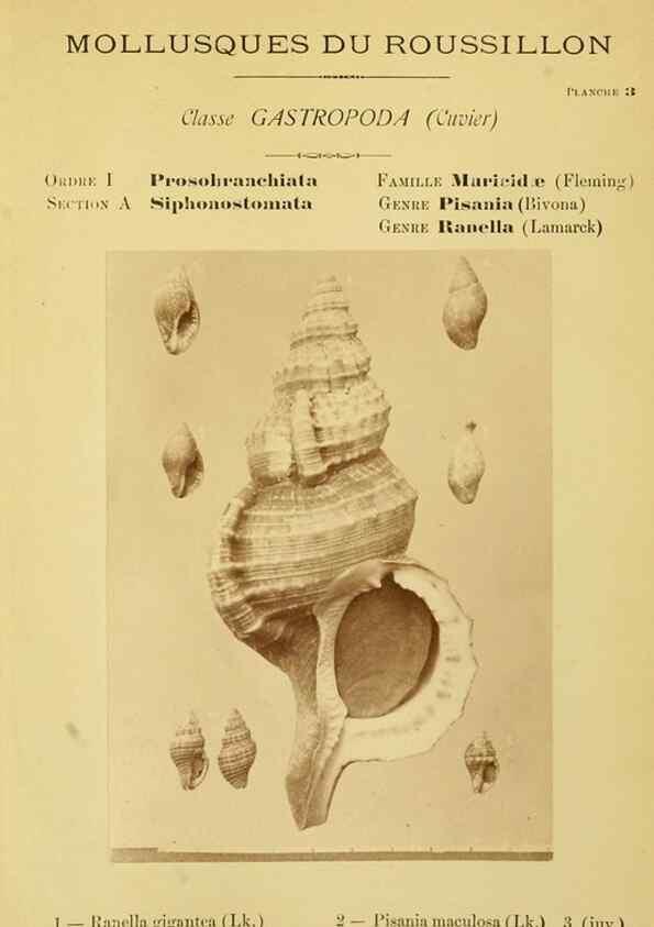 Reproducción/Reproduction 49806843366: Les mollusques marins du Roussillon. Paris :J.-B. Baillière,[1882]-[1898]. 