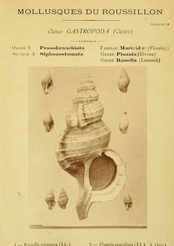 Reproducción/Reproduction 49806843366: Les mollusques marins du Roussillon. Paris :J.-B. Baillière,[1882]-[1898]. 