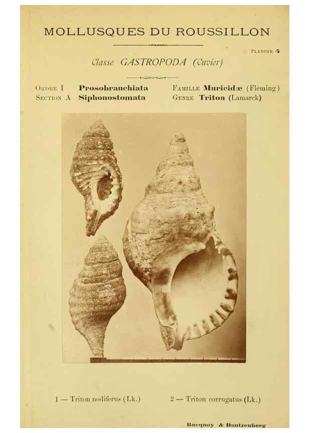 Reproducción/Reproduction 49806291008: Les mollusques marins du Roussillon. Paris :J.-B. Baillière,[1882]-[1898]. 