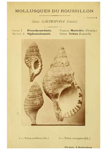 Reproducción/Reproduction 49806291008: Les mollusques marins du Roussillon. Paris :J.-B. Baillière,[1882]-[1898]. 