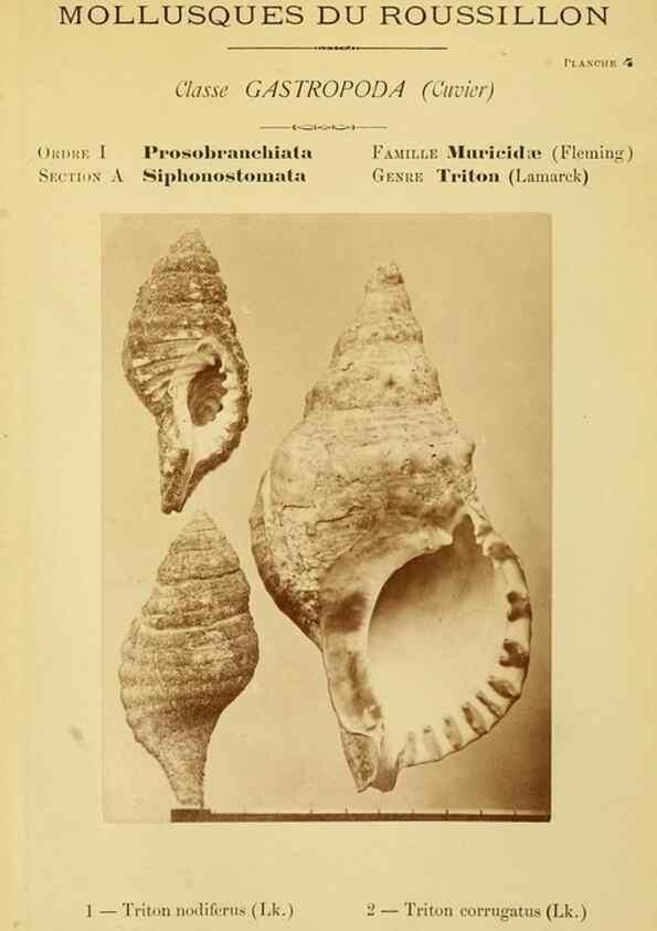 Reproducción/Reproduction 49806291008: Les mollusques marins du Roussillon. Paris :J.-B. Baillière,[1882]-[1898]. 