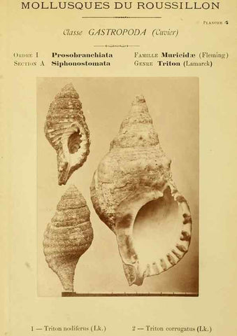 Reproducción/Reproduction 49806291008: Les mollusques marins du Roussillon. Paris :J.-B. Baillière,[1882]-[1898]. 