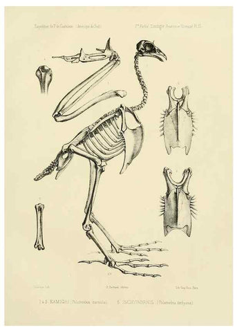 Reproducción/Reproduction 49814072282: Expédition dans les parties centrales de l'Amérique du Sud. Paris :Chez P. Bertrand,1850-1859.. 