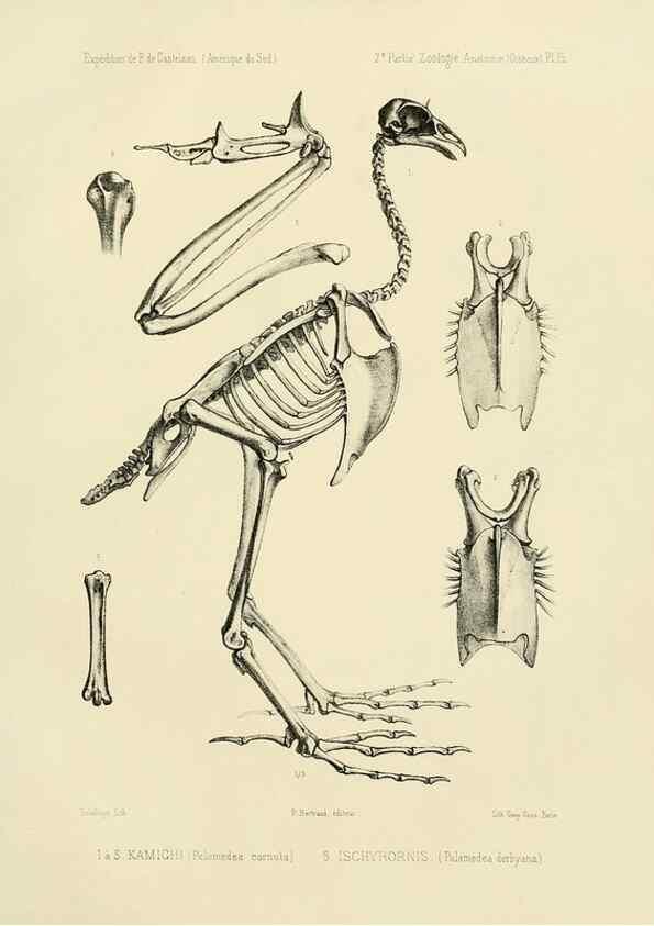 Reproducción/Reproduction 49814072282: Expédition dans les parties centrales de l'Amérique du Sud. Paris :Chez P. Bertrand,1850-1859.. 