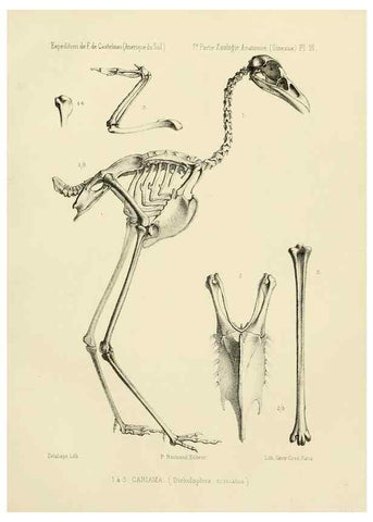 Reproducción/Reproduction 49813224243: Expédition dans les parties centrales de l'Amérique du Sud. Paris :Chez P. Bertrand,1850-1859.. 
