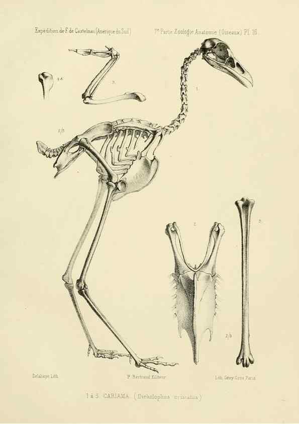 Reproducción/Reproduction 49813224243: Expédition dans les parties centrales de l'Amérique du Sud. Paris :Chez P. Bertrand,1850-1859.. 