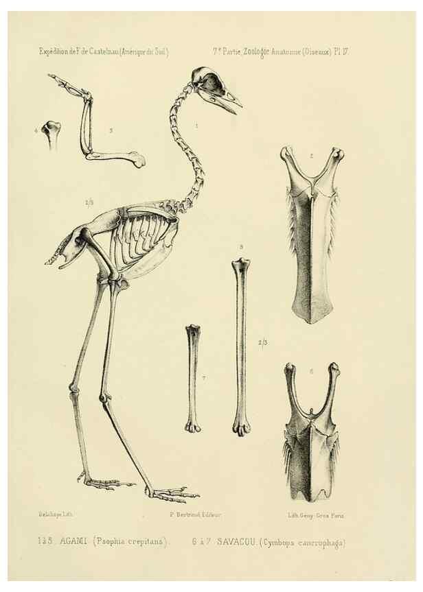 Reproducción/Reproduction 49813224618: Expédition dans les parties centrales de l'Amérique du Sud. Paris :Chez P. Bertrand,1850-1859.. 